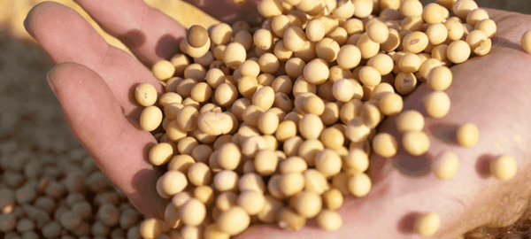 Destaque - Qual a importância da cultivar correta no seu sistema de produção? Cultivar de soja