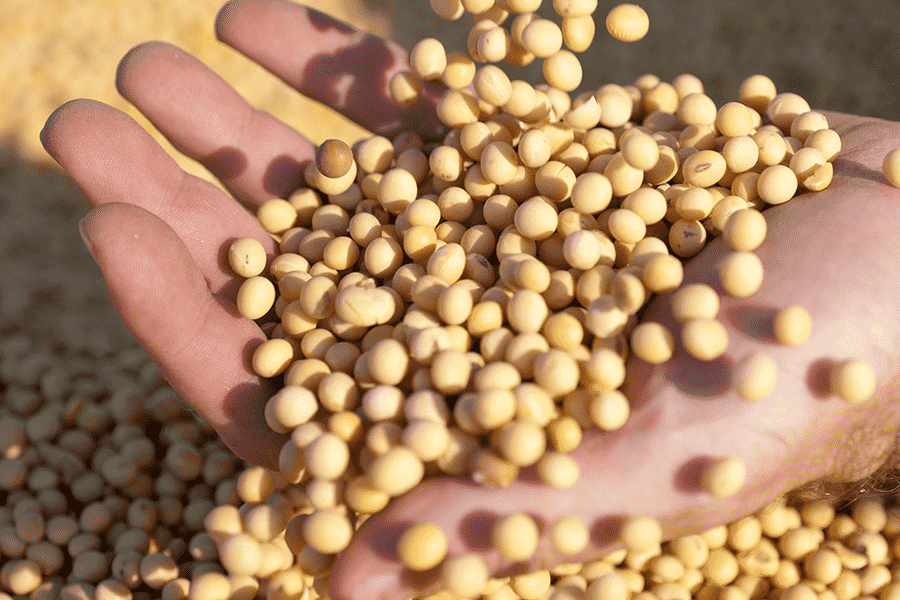 Qual a importância da cultivar correta no seu sistema de produção?