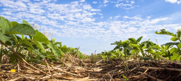 destaque-o-manejo-ideal-do-solo Manejo do solo