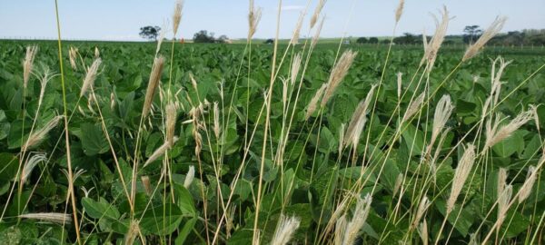 destaque-o-impacto-das-plantas-daninhas-no-desenvolvimento-da-soja Plantas daninhas Soja