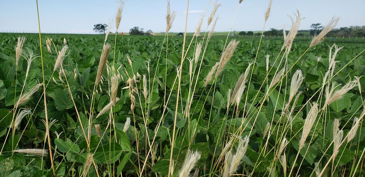 O impacto das plantas daninhas no desenvolvimento da soja