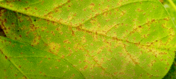 destaque-palavra-do-agrnomo-saiba-tudo-sobre-a-ferrugem-asiatica ferrugem asiática