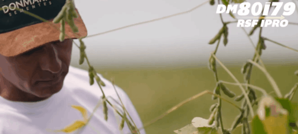 destaque-palavra-do-produtor-precocidade-com-produtividade--o-que-mais-me-agradou-afirma-agricultor-do-mt precocidade e produtividade