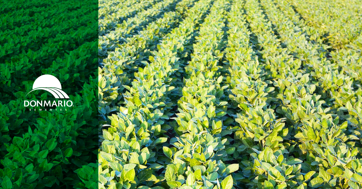 Cultivar DM73i75 IPRO oferece elevado peso de grãos e resistência a cisto