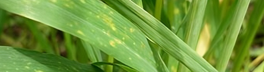Doenças foliares do trigo: guia completo de identificação, prevenção e manejo