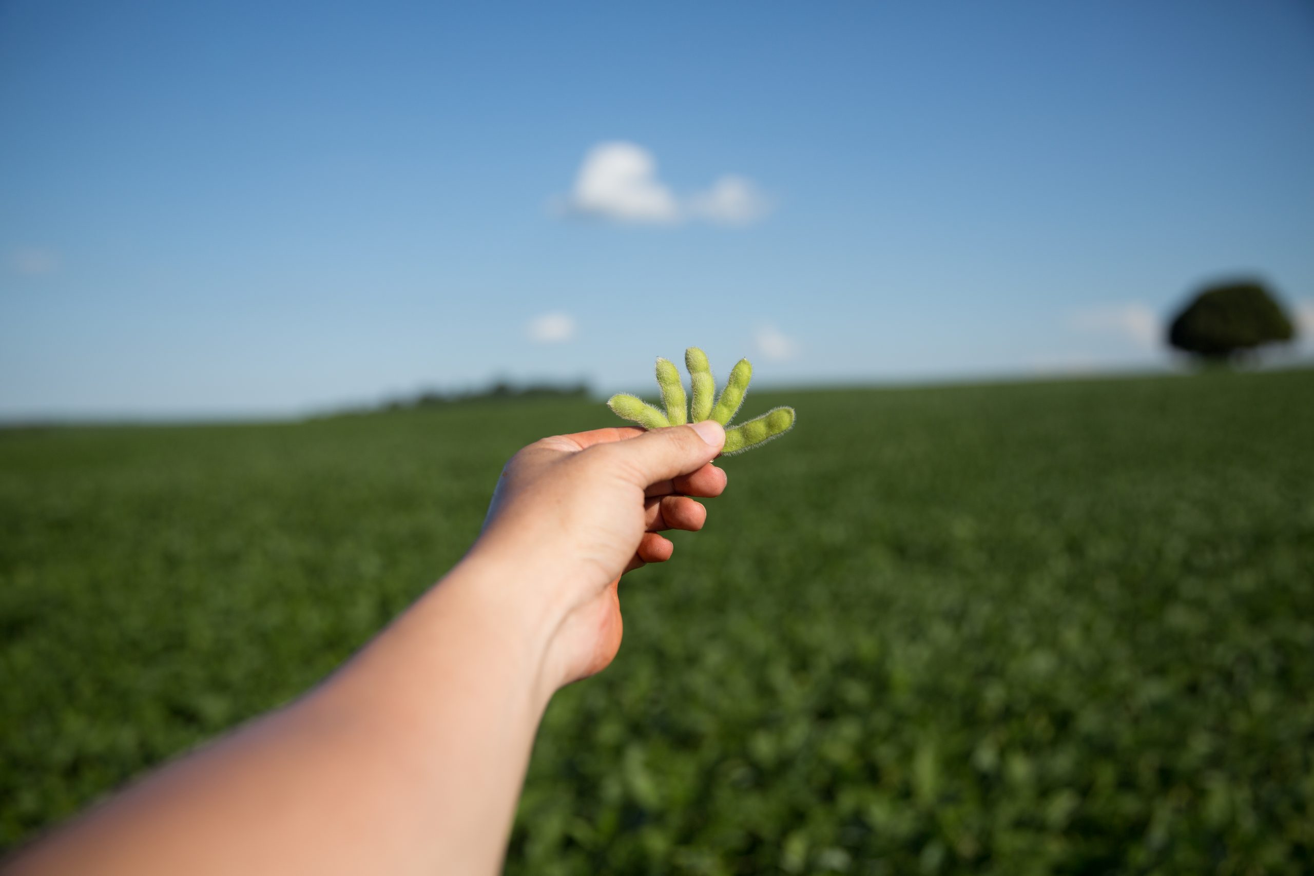 Conheça as novas cultivares de soja da DONMARIO Sementes