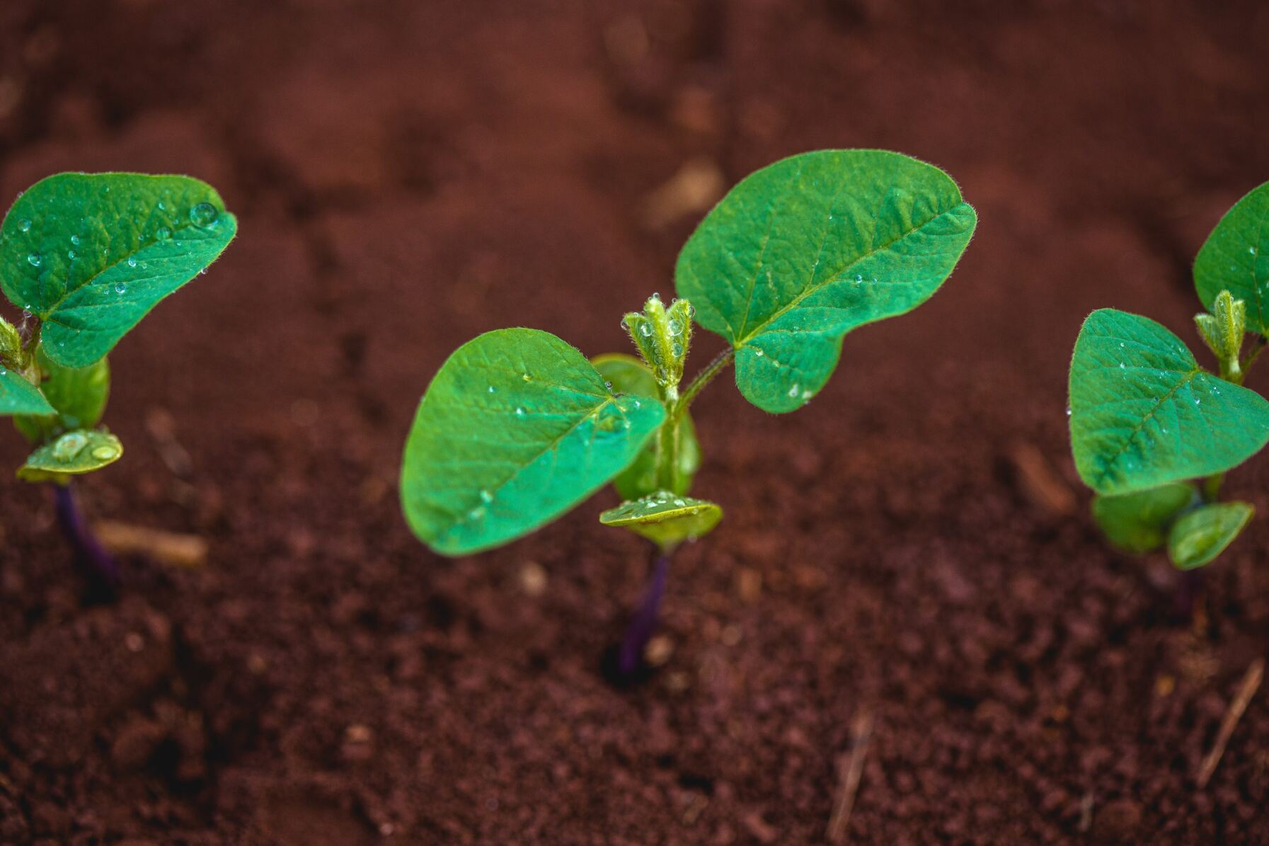Cultura da soja: plantabilidade e estabelecimento de lavoura