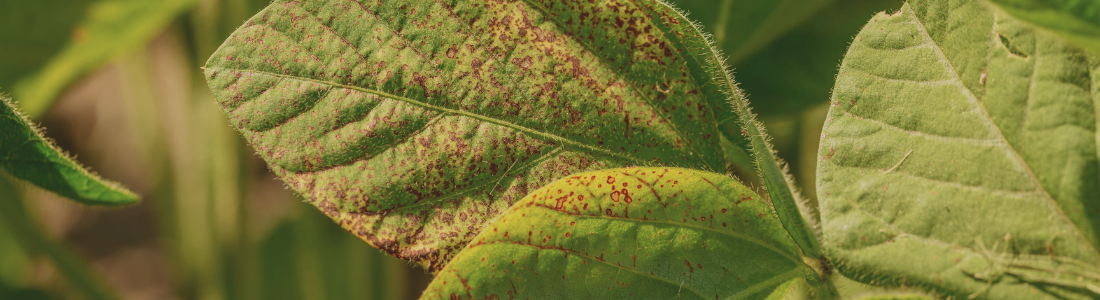 Doenças de soja e MID: quais são as melhores estratégias de prevenção?