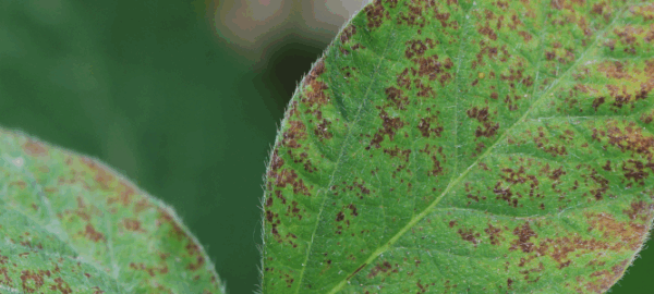 blogs-dm-2 blogs-dm-2