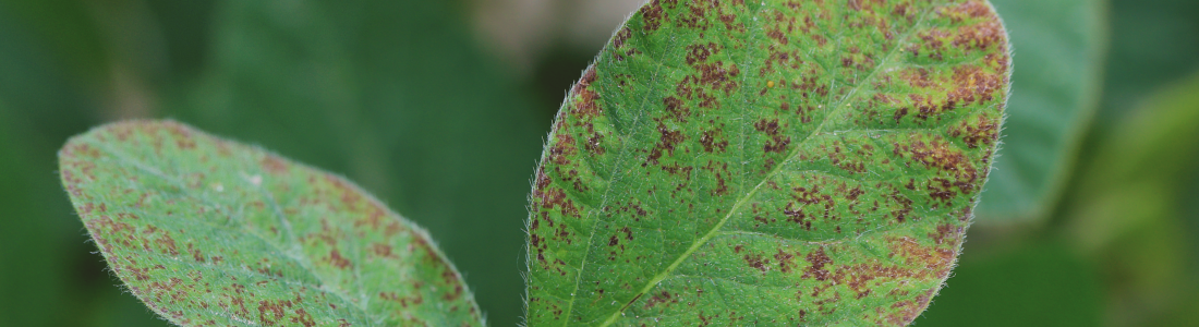 Doenças de final de ciclo da soja: como identificar e preveni-las? 