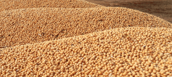 design-sem-nome-4 design-sem-nome-4