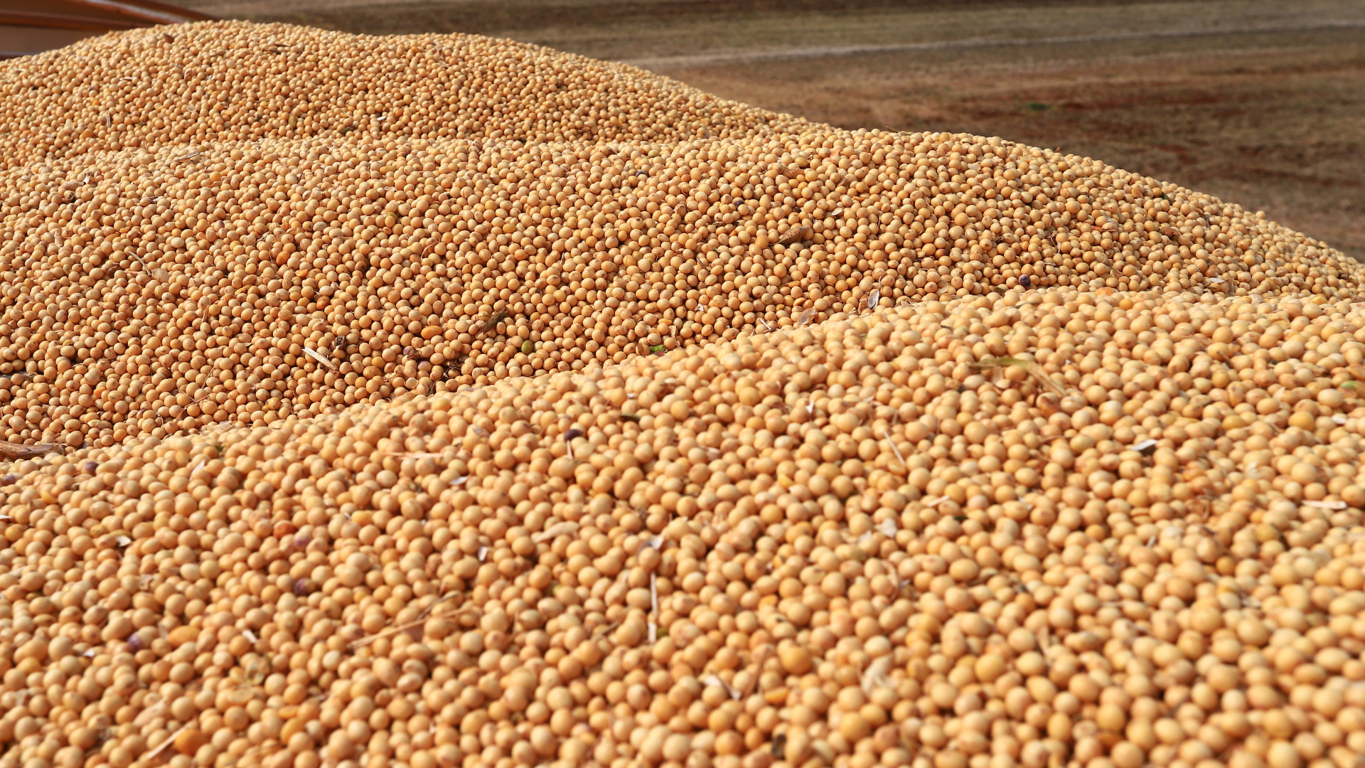 Como realizar um bom processo de pós-colheita de grãos e sementes?