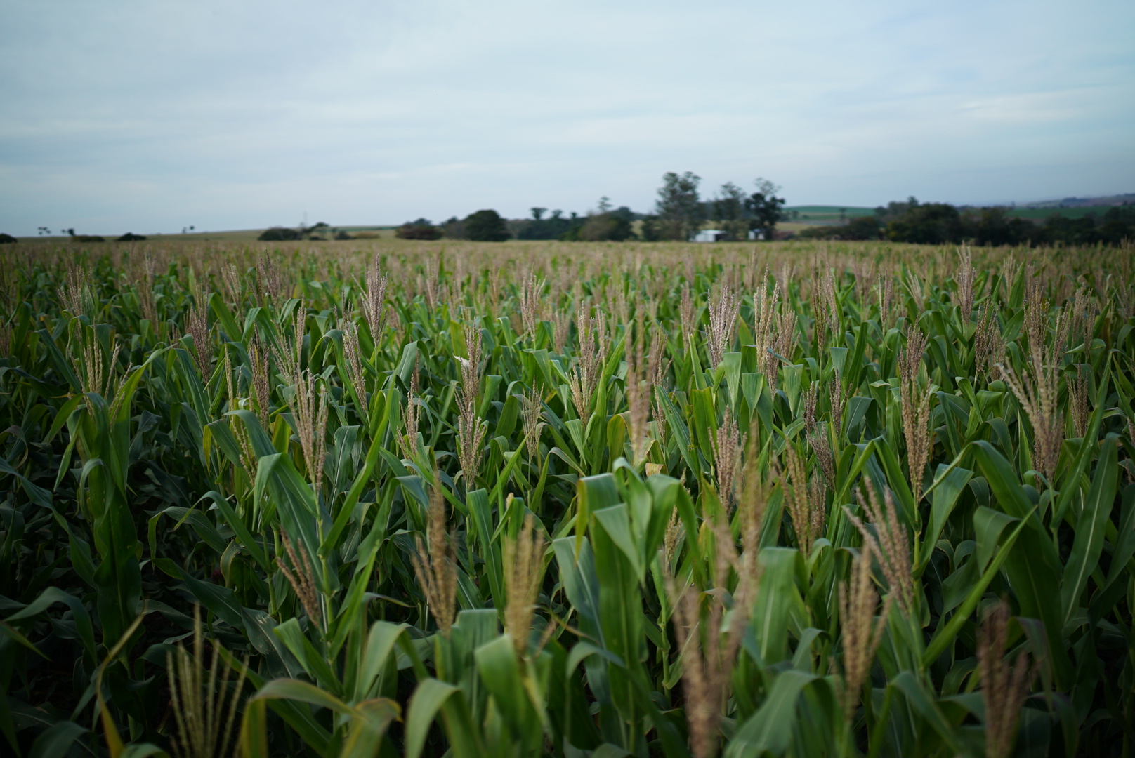 Manejo de milho e seus cuidados para alta produtividade