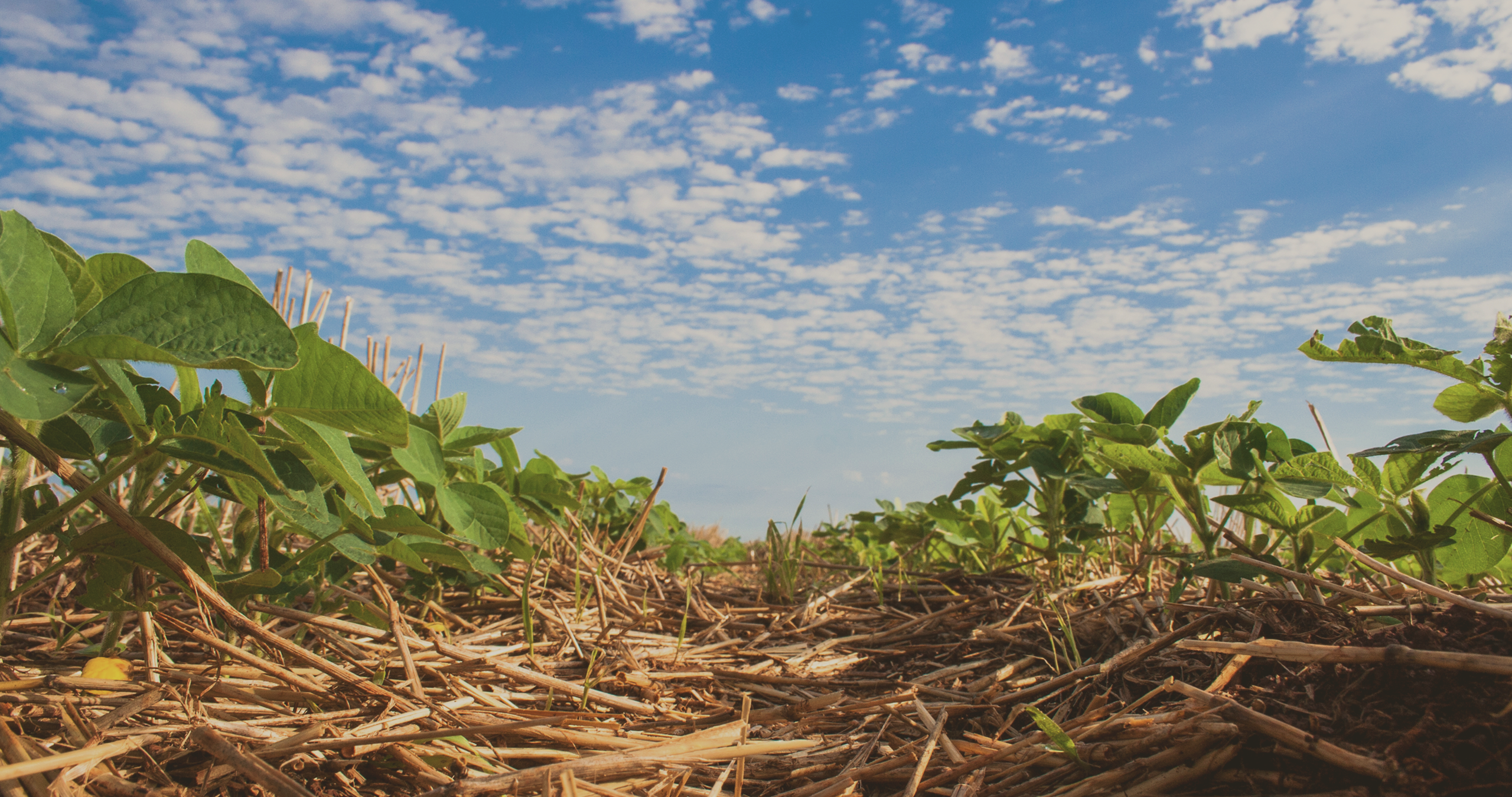 Plantio de soja: tudo o que você precisa saber para realizar com eficiência