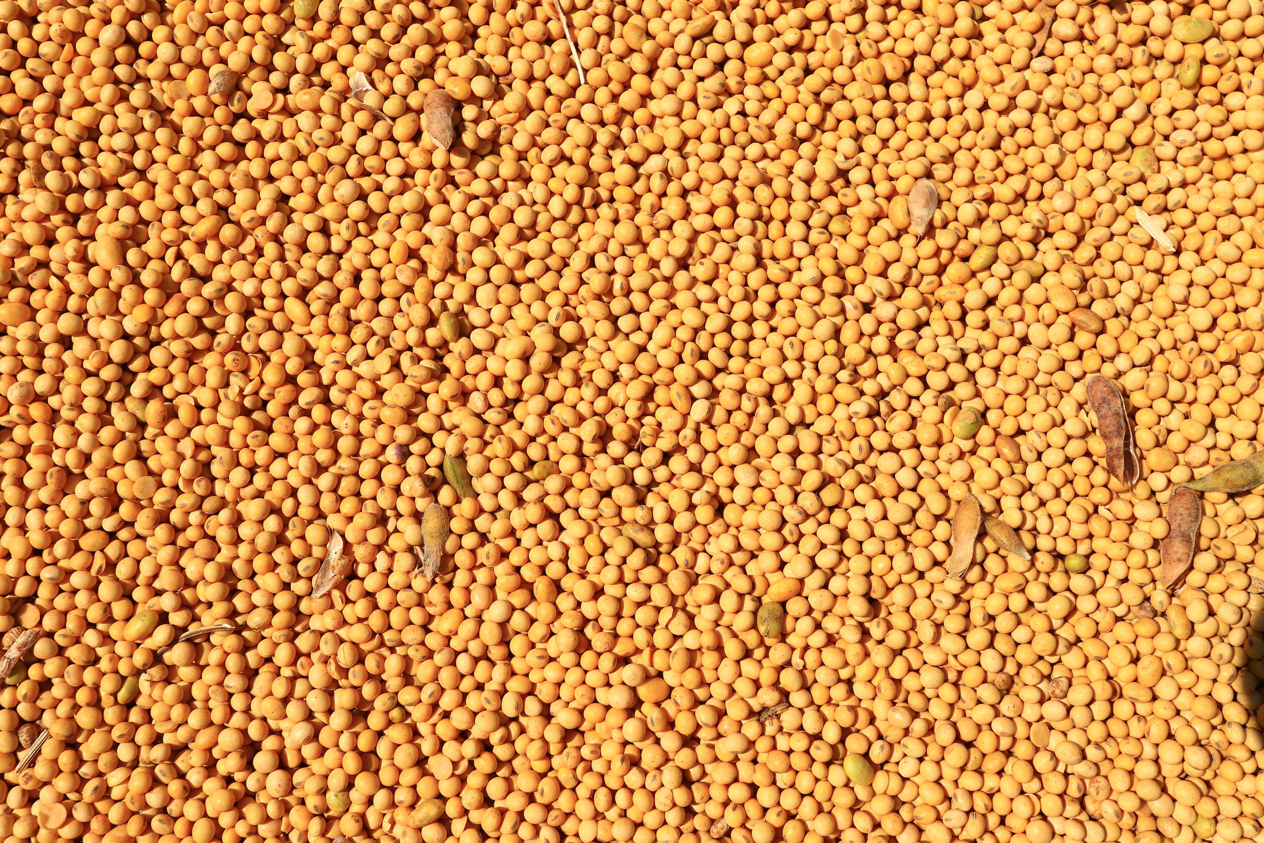 Como garantir a melhor colheita e armazenamento da soja?