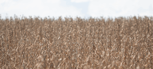 blog-donmario-1 blog-donmario-1