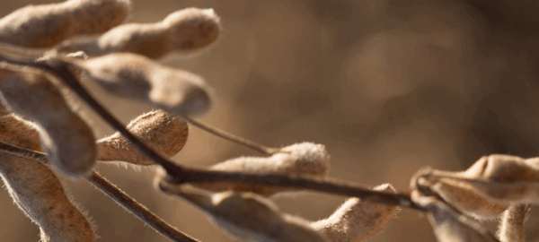 blog-donmario-10 blog-donmario-10