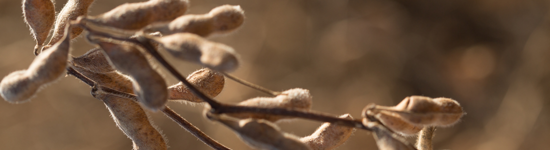 Produtividade da soja DONMARIO na última safra: veja os melhores resultados!