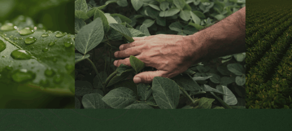 blog-donmario-4 blog-donmario-4