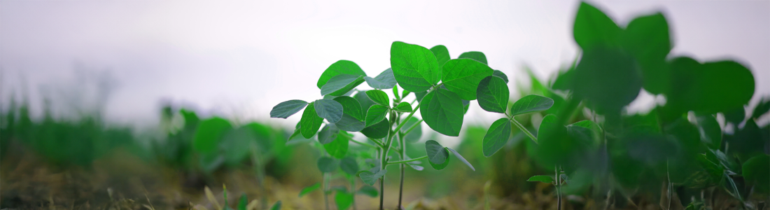 Aprenda 7 dicas de pré-plantio da soja e como evitar os principais erros