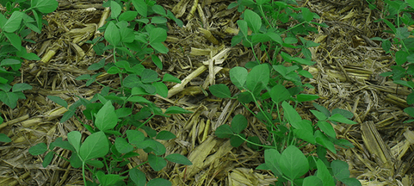 blog_2_setembro_1100x300px