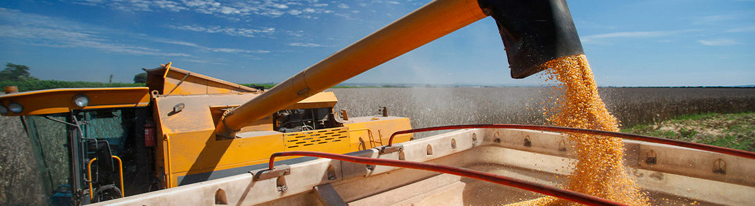 Como escolher o híbrido de milho safrinha ideal para sua lavoura?