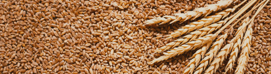 Trigo no sistema produtivo: vantagens para o solo e ganhos de produtividade da soja