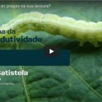 5 Você Sabe Identificar As Pragas Na Sua Lavoura