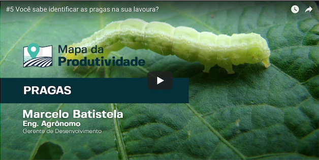 5 Você Sabe Identificar As Pragas Na Sua Lavoura