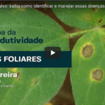 6 Ferrugem E Mancha Alvo Saiba Como Identificar, Evitar E Controlar Essas Doenças!