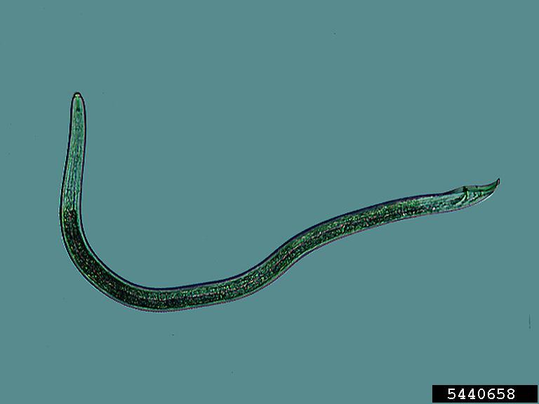 Nematoide