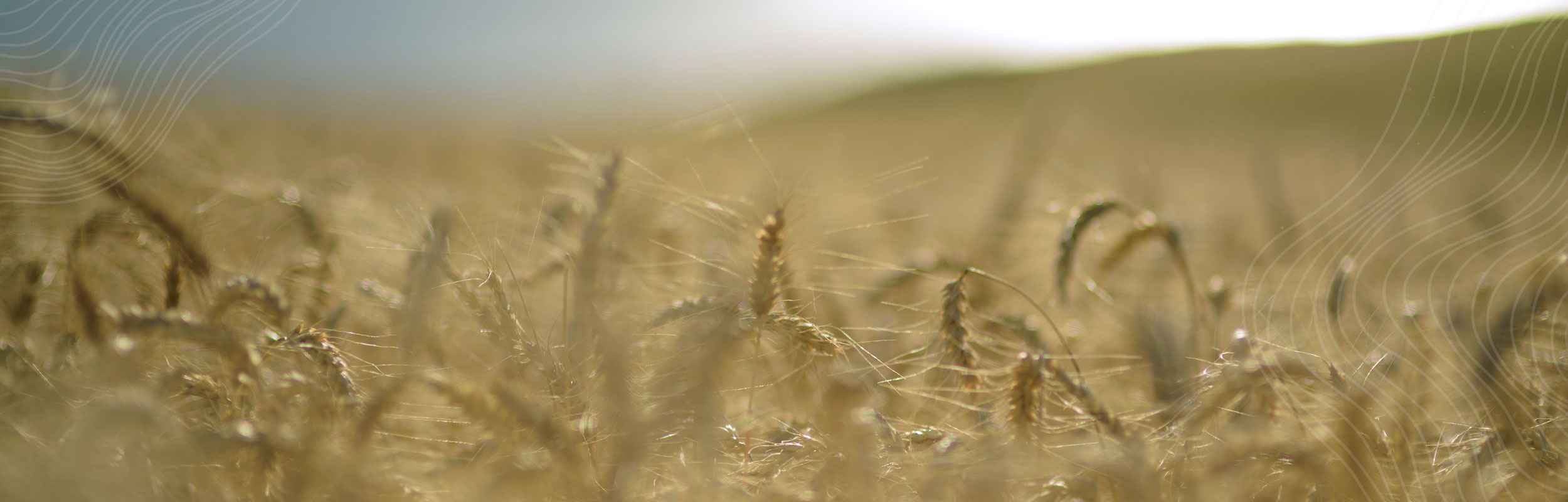 Catálogo Trigo DONMARIO